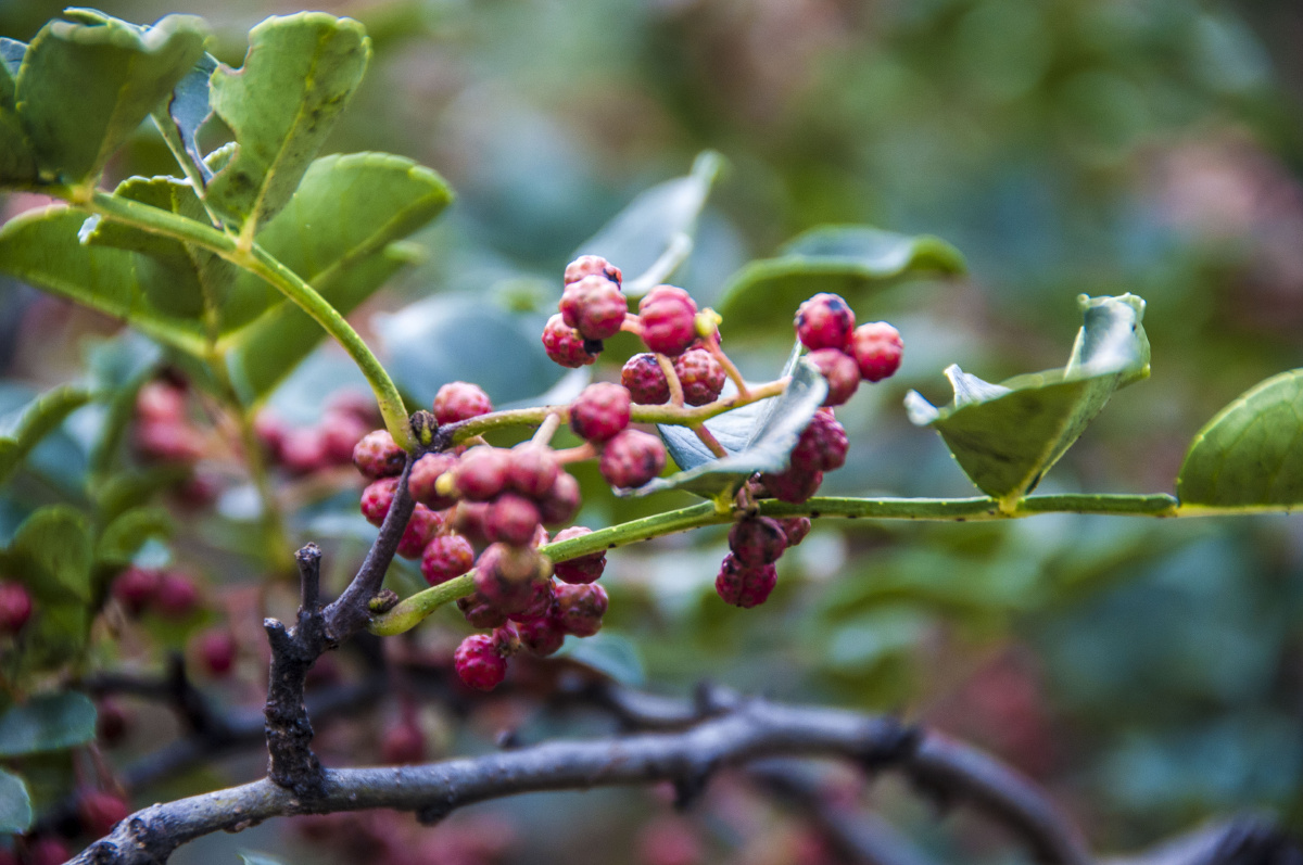 平顺县:花椒采摘季椒农忙不停 - 光辐射 - 图虫网 - 优质摄影师交流