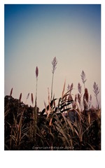 IMG_5560-11