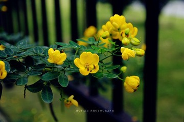 IMGP6475_