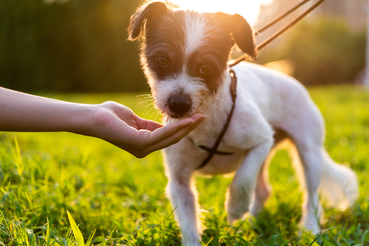 给宠物领养公益组织拍的一组狗狗