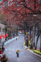 广州的火红春色