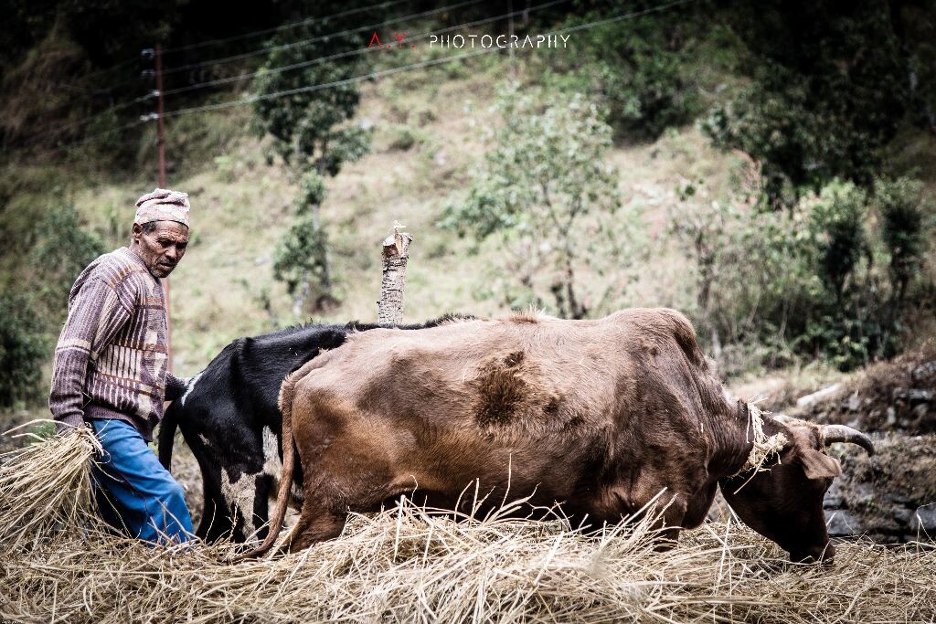 时光一瞬，岁月留痕...（摄于Terkigunga，Nepal）