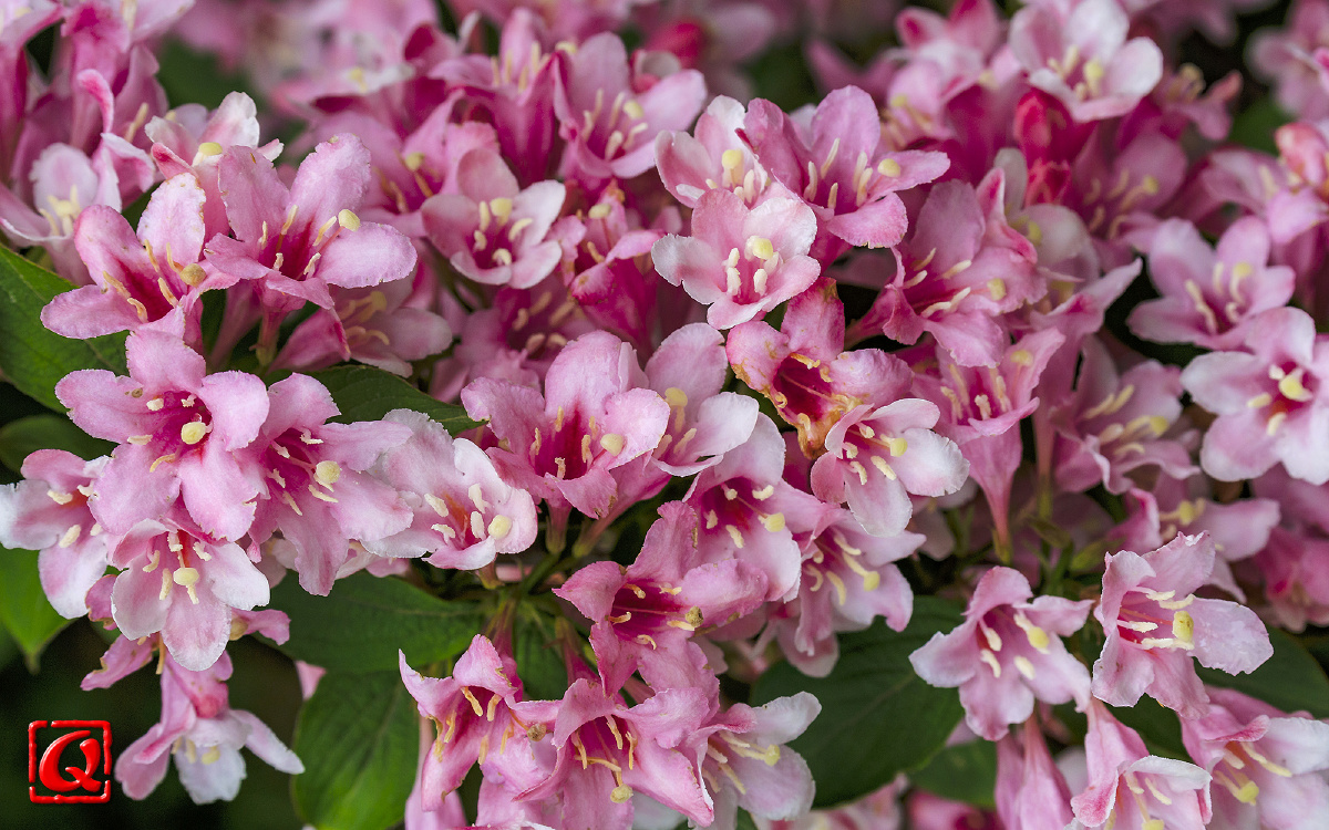 春天记忆九锦带花锦带花枝叶茂密花色艳丽以粉红色和深红色为多见花冠