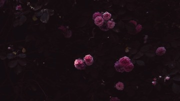 1604446