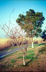Scan-140318-0022