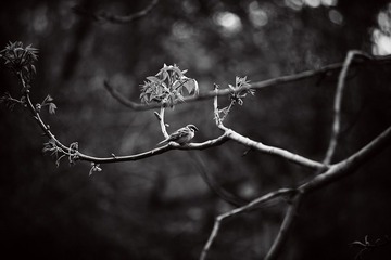 DSC_9282黑白
