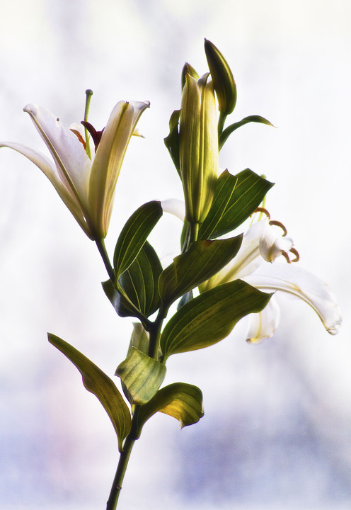 百合 br /> 以前不知道这是什么花,于是果断起名"300mm花"