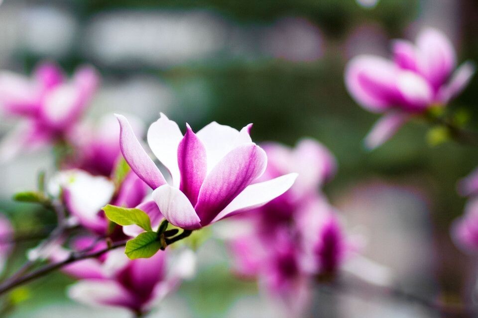 Blossom<a href="https://tuchong.com/tags/2/" target="_blank">#2</a><br />
