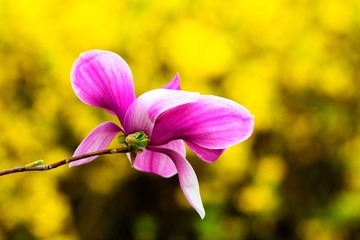 Blossom#1