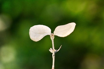 White Sprout