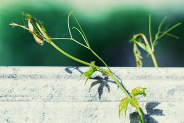 Extension