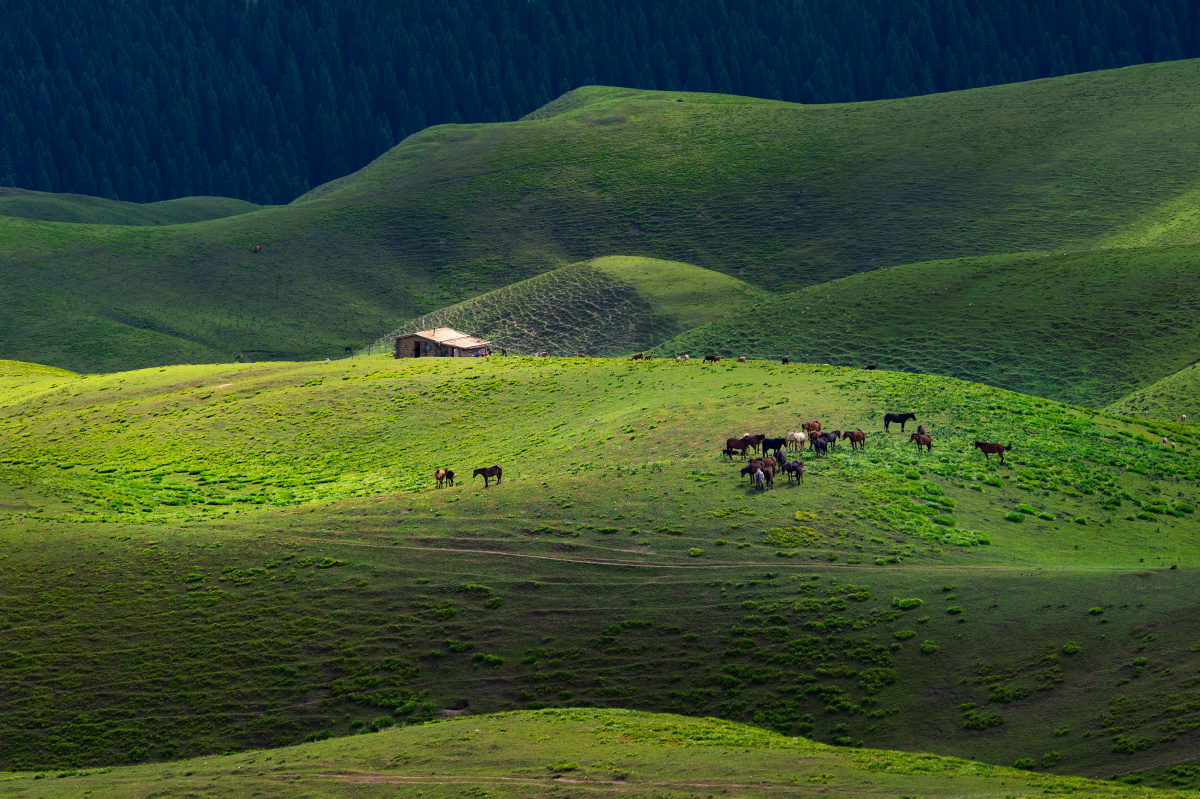 草原深处有人家