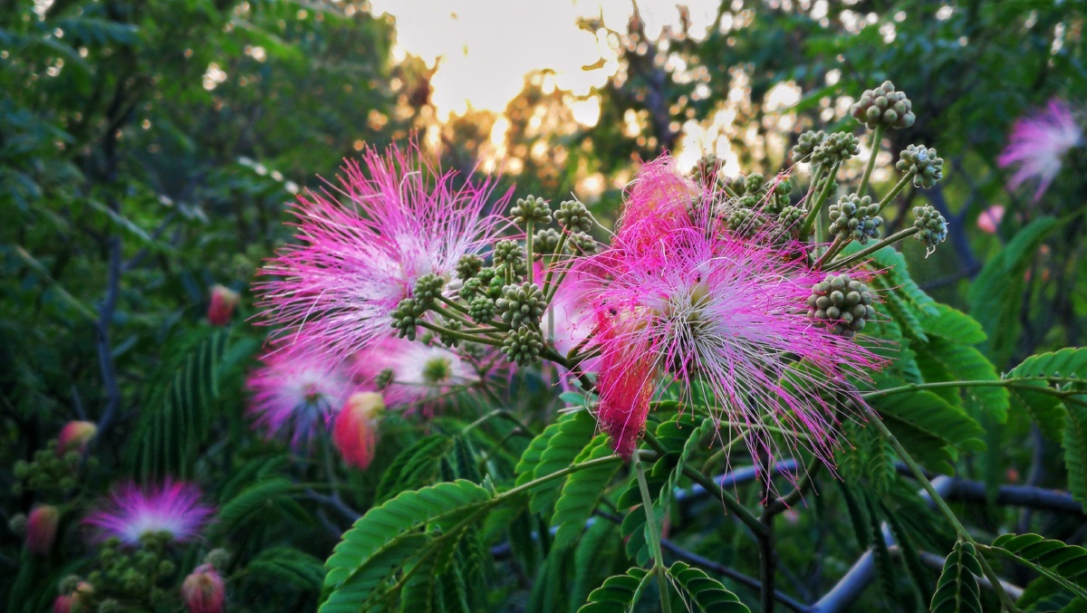 落日乌啼相思树东风香吐合欢花