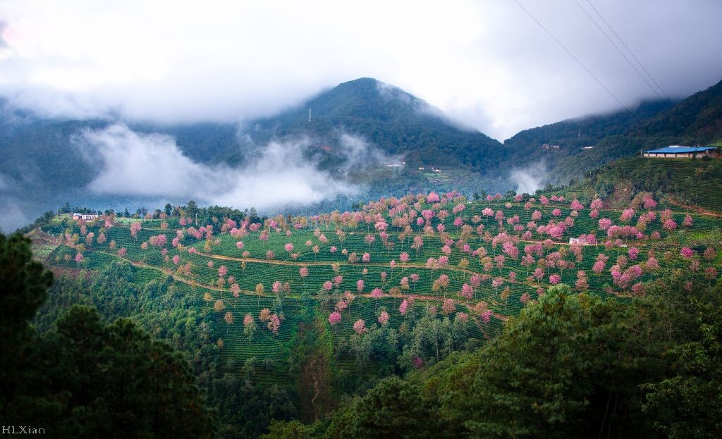 大理南涧无量山樱花谷