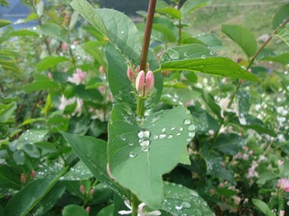 DSC05700.JPG
