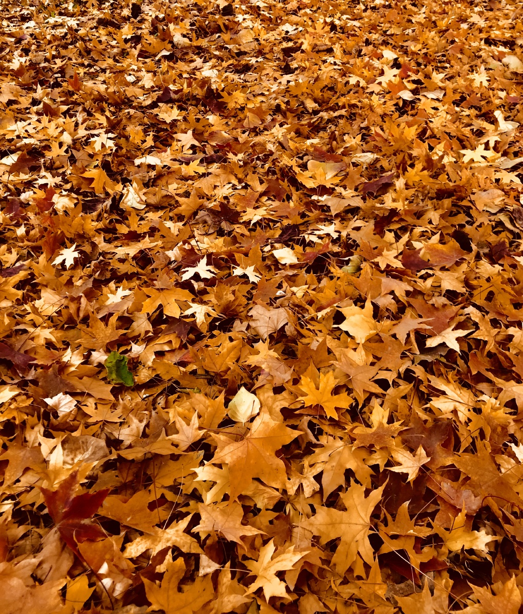 秋分吹树叶落满地的落叶为大地母亲铺上了厚厚的棉被暖和