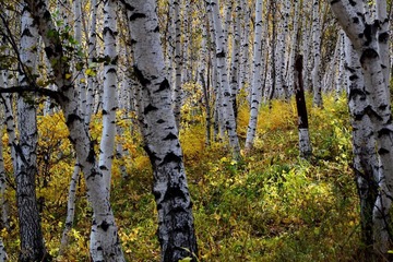 IMG_0508.JPG