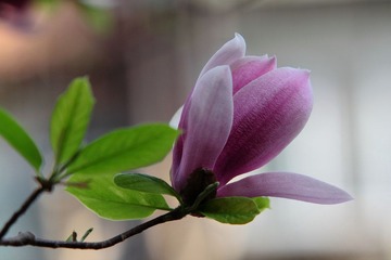 IMG_0897.JPG