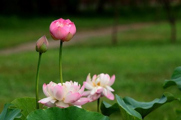 IMG_1585.JPG