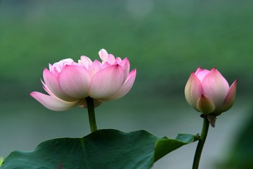 IMG_1739.JPG