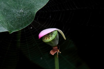 IMG_1775.JPG