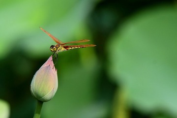 IMG_1788.JPG
