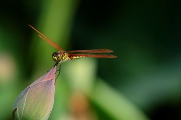IMG_1789.JPG