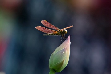 IMG_1794.JPG