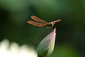 IMG_1795.JPG