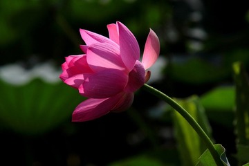 IMG_1826.JPG