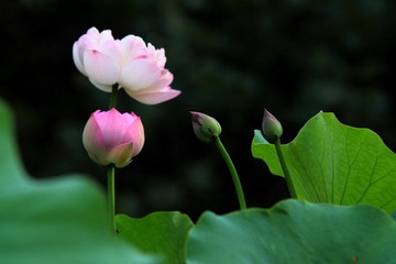 IMG_1837.JPG