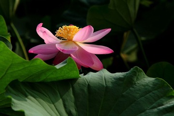 IMG_1786.JPG