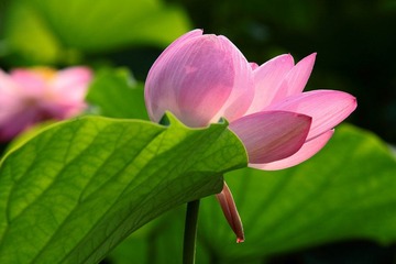 IMG_1787.JPG