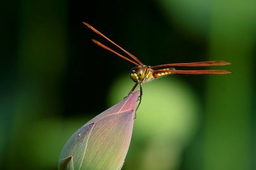 IMG_1791.JPG