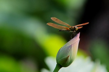 IMG_1793.JPG