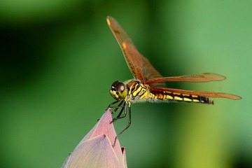 IMG_1798.JPG