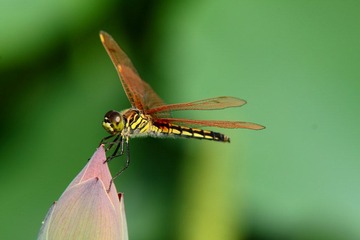 IMG_1799.JPG