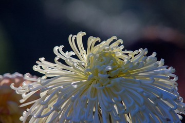 IMG_3530.jpg