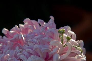 IMG_3532.jpg