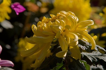 IMG_3538.jpg