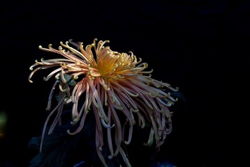 IMG_3546.jpg