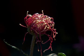 IMG_3550.jpg