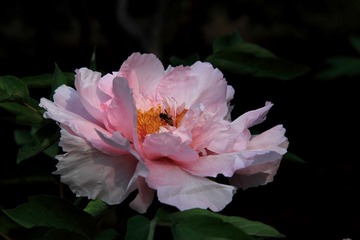 IMG_4155.JPG