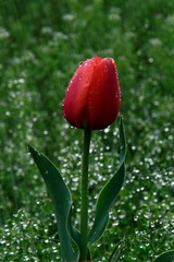 IMG_4121.JPG