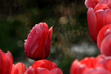 IMG_4123.JPG
