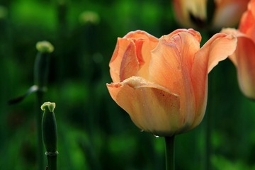 IMG_4125.JPG