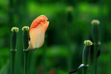 IMG_4126.JPG