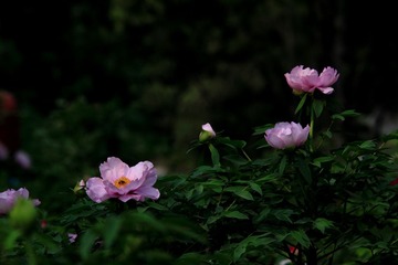 IMG_4154.JPG