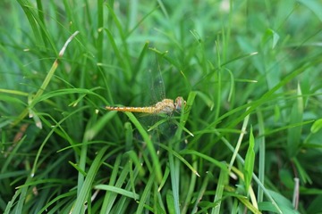 DSCF1082.JPG