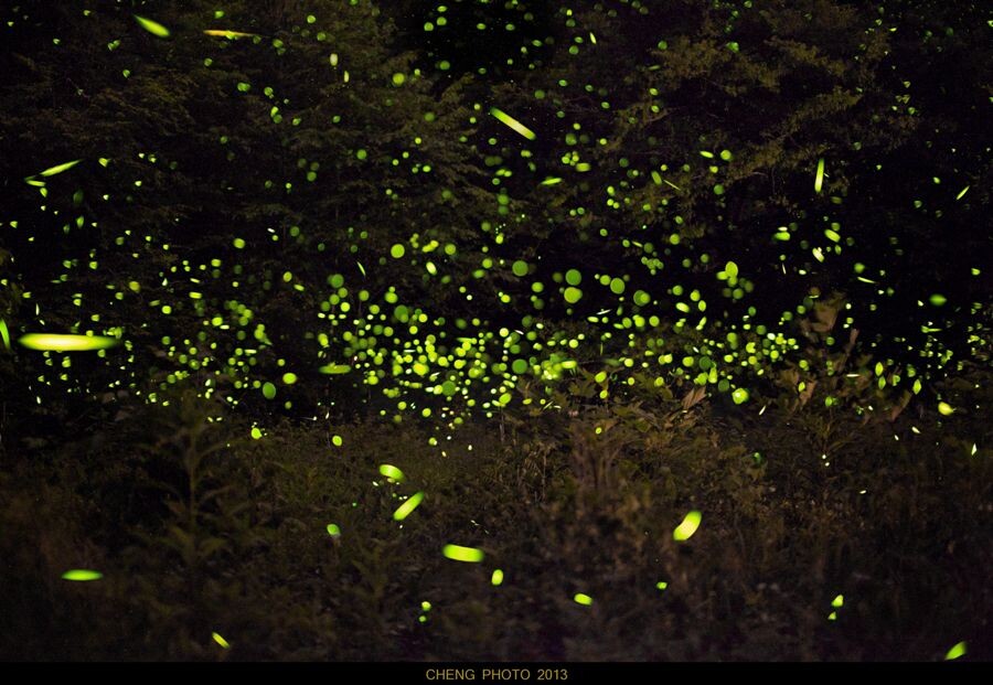 GSM_Firefly2<br />
六月，<br />
萤火虫的季节，<br />
这些飞舞的精灵，<br />
是大自然中杰出的光绘者